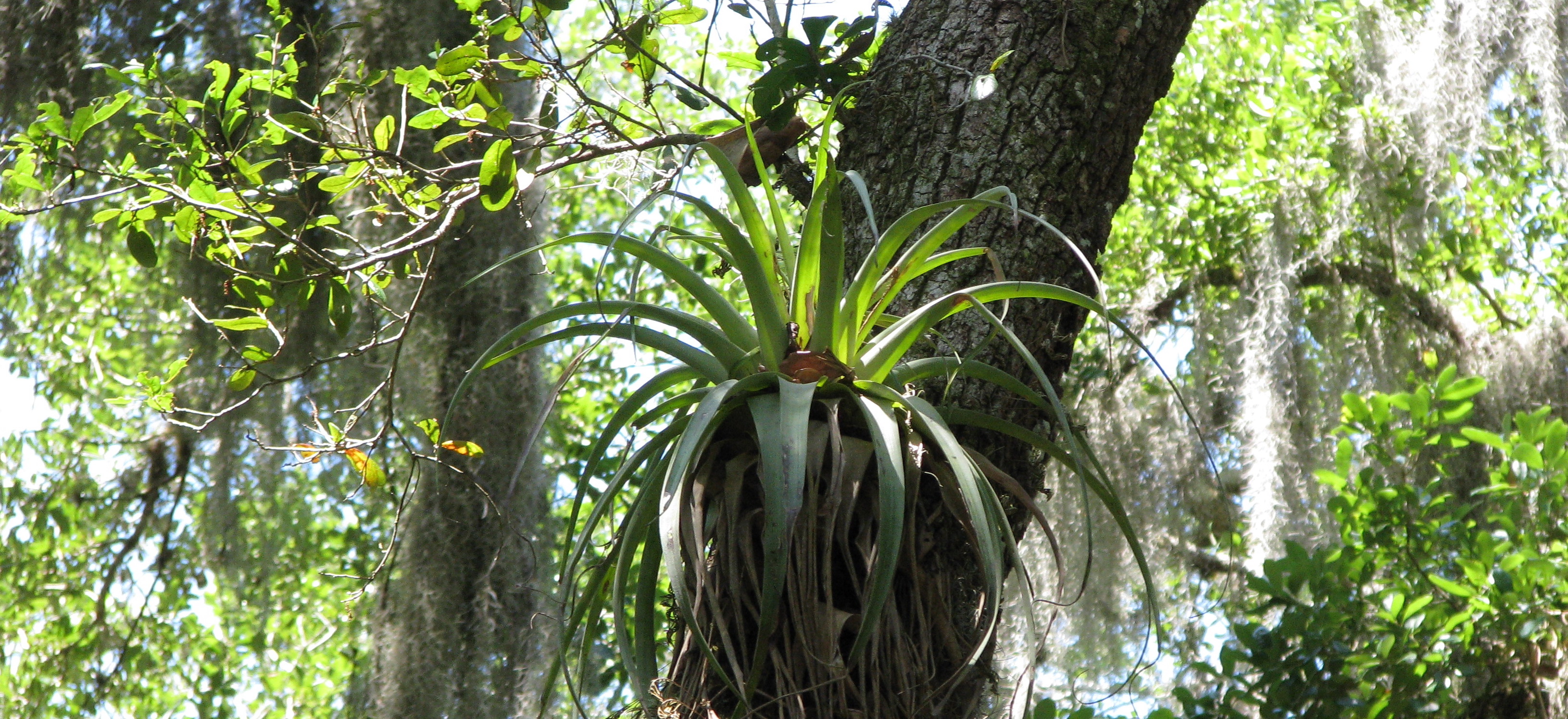 Epiphyte